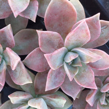 Load image into Gallery viewer, Graptoveria Glitter Pink (3 Plants)
