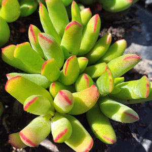 Cotyledon campanulata (3 Plants)