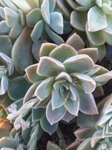 Graptoveria Lime (3 Plants)