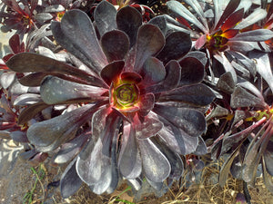 Aeonium Schwarzkopf (3 Plants)