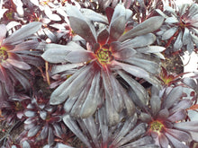 Load image into Gallery viewer, Aeonium Schwarzkopf (3 Plants)
