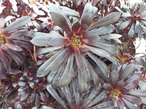 Aeonium Schwarzkopf (3 Plants)