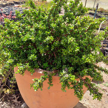 Load image into Gallery viewer, Portulacaria afra - Little Jim (3 Plants)
