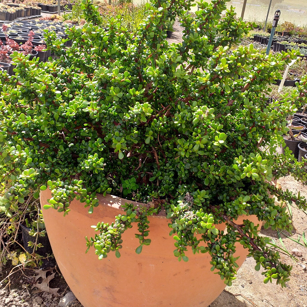 Portulacaria afra - Little Jim (3 Plants)