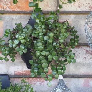 Portulacaria afra - prostrata (3 Plants)