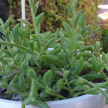 Load image into Gallery viewer, Senecio peregrinus &#39;String of dolphins&#39;(3 Plants)
