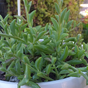 Senecio peregrinus 'String of dolphins'(3 Plants)