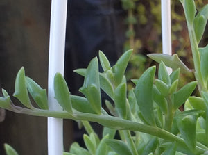 Senecio peregrinus 'String of dolphins'(3 Plants)