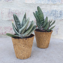 Load image into Gallery viewer, Bio-pot Gifts - Gasteria (3 Plants)
