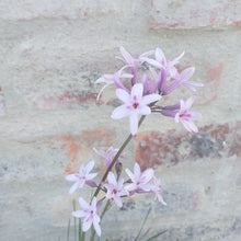 Load image into Gallery viewer, Tulbaghia violacea Ashanti
