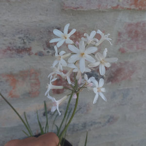 Tulbaghia violacea Pearl