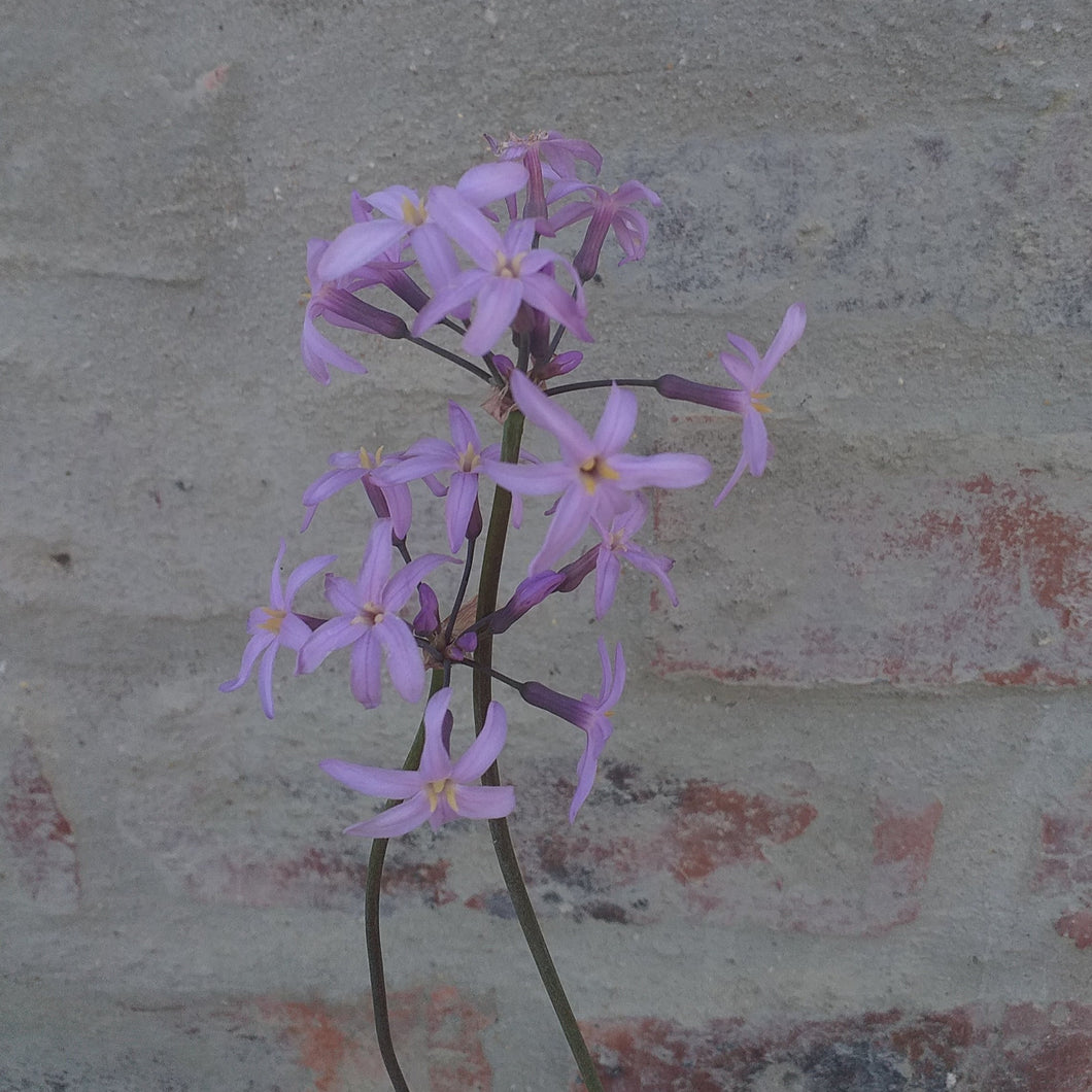 Tulbaghia violacea Kilimanjaro