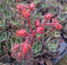 Load image into Gallery viewer, Echeveria Blue Prince (3 Plants)

