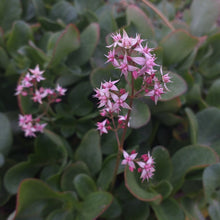 Load image into Gallery viewer, Crassula multicava Green (3 Plants)
