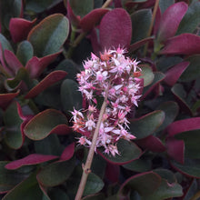 Load image into Gallery viewer, Crassula multicava Red (3 Plants)
