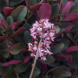 Crassula multicava Red (3 Plants)