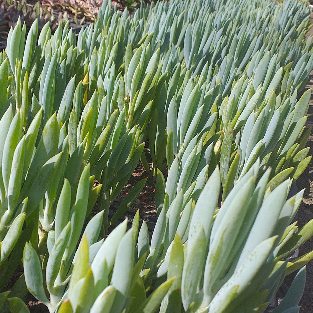 Senecio ficoides (3 Plants)