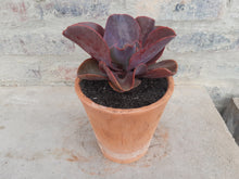 Load image into Gallery viewer, Echeveria Rider ( Ruby Lakes) (3 Plants)
