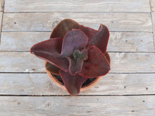 Load image into Gallery viewer, Echeveria Rider ( Ruby Lakes) (3 Plants)
