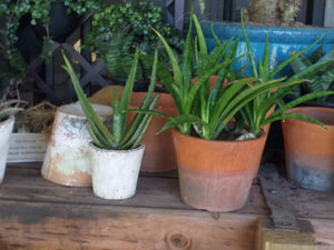 Terracotta Pot - Medium