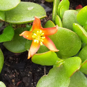 Cotyledon woodii (3 Plants)