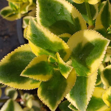 Load image into Gallery viewer, Crassula sarmentosa variegata (3 Plants)
