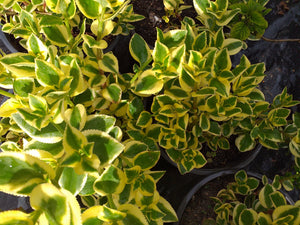 Crassula sarmentosa variegata (3 Plants)