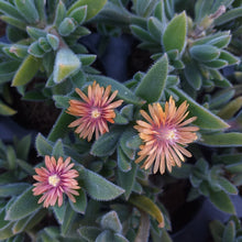 Load image into Gallery viewer, Delosperma litorale &#39;Orange&#39;(3 Plants)
