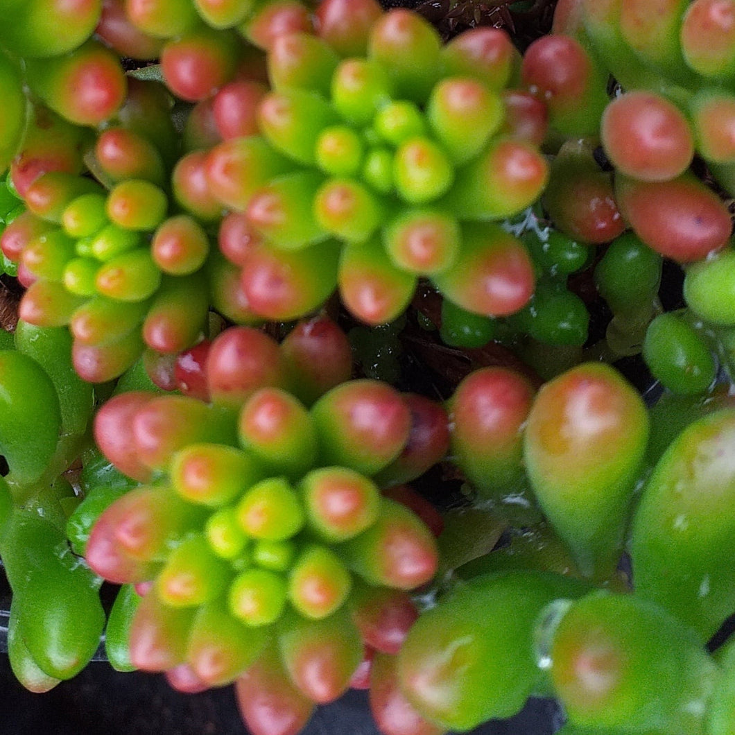 Sedum rubrotinctum Jelly Beans (3 Plants)