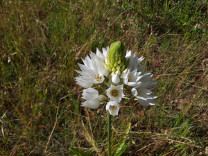 Ornithogalum thyrsoides