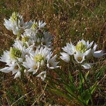 Load image into Gallery viewer, Ornithogalum thyrsoides
