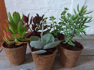 Bio-pot Gifts - Crassula (3 Plants)