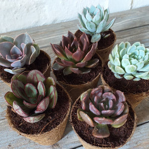 Bio-pot Gifts- Echevaria (3 Plants)