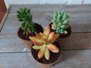 Bio-pot Gifts - Sedum (3 Plants)