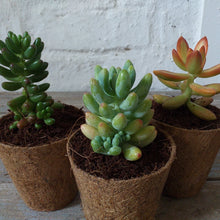 Load image into Gallery viewer, Bio-pot Gifts - Sedum (3 Plants)
