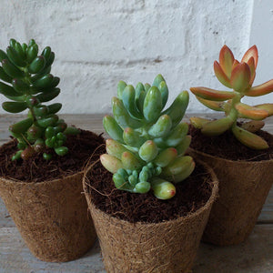 Bio-pot Gifts - Sedum (3 Plants)