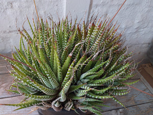 Haworthiopsis attenuata (3 Plants)