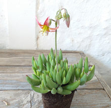 Load image into Gallery viewer, Cotyledon papillaris (3 Plants)
