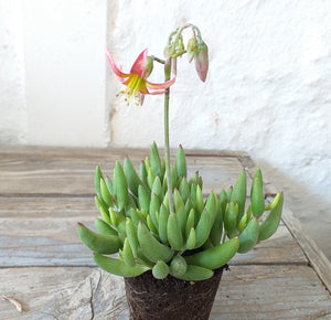 Cotyledon papillaris (3 Plants)