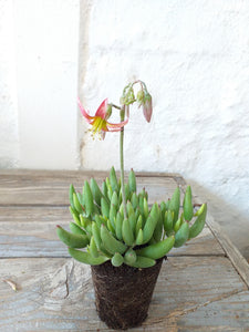 Cotyledon papillaris (3 Plants)