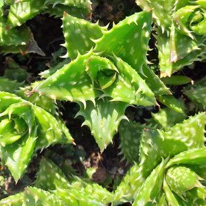 Aloe juvenna (3 Plants)