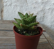 Load image into Gallery viewer, Aloe juvenna (3 Plants)
