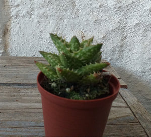 Aloe juvenna (3 Plants)