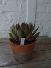 Load image into Gallery viewer, Plastic pot marker 125mm (10)
