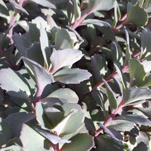 Load image into Gallery viewer, Sedum Bertram Anderson (3 Plants)
