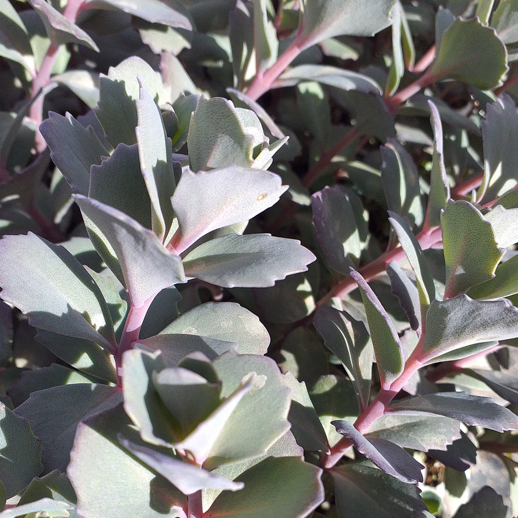 Sedum Bertram Anderson (3 Plants)