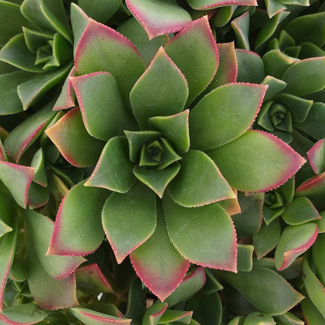 Aeonium haworthii (3 Plants)