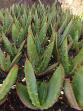 Load image into Gallery viewer, Aloe ferox (1 Plants)
