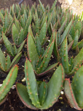 Load image into Gallery viewer, Aloe ferox (3 Plants)
