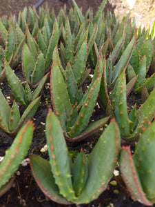 Aloe ferox (3 Plants)